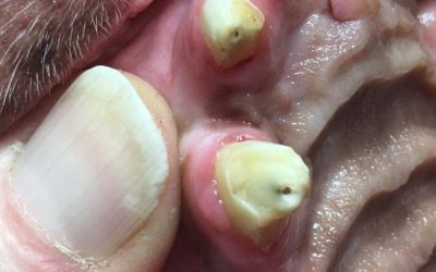 Pet Dental Care: Teeth Cleaning