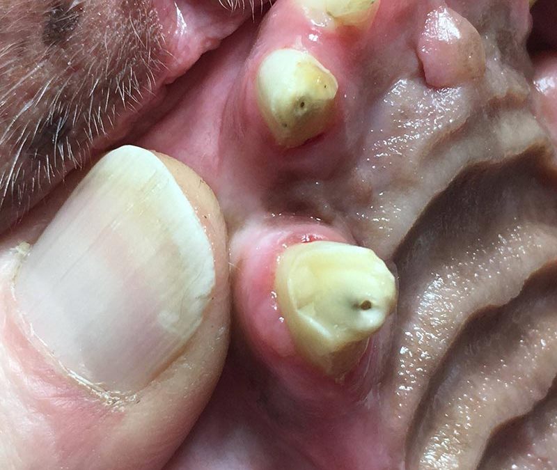 Pet Dental Care: Teeth Cleaning