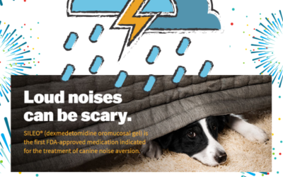 Getting Your Furry Friend Ready for “Thunderworks Season”