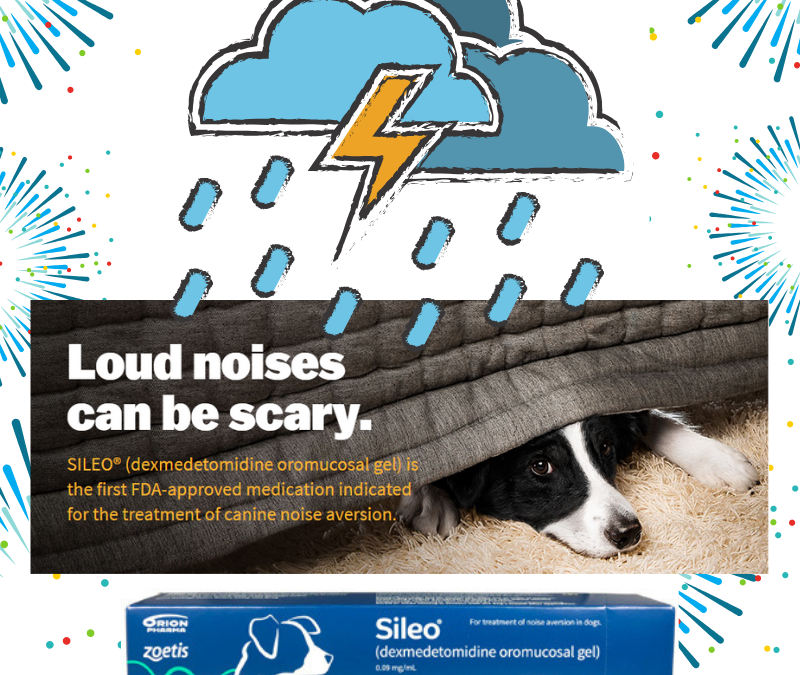 Getting Your Furry Friend Ready for “Thunderworks Season”