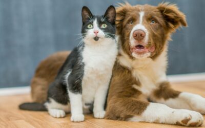 Preparing Your Pet for Emergencies: Recognizing National Pet Preparedness Month