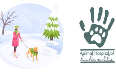 Winter Whiskers and Wagging Tails: Essential Safety Tips for Your Pets