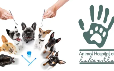 February: Celebrating Pet Dental Health Month