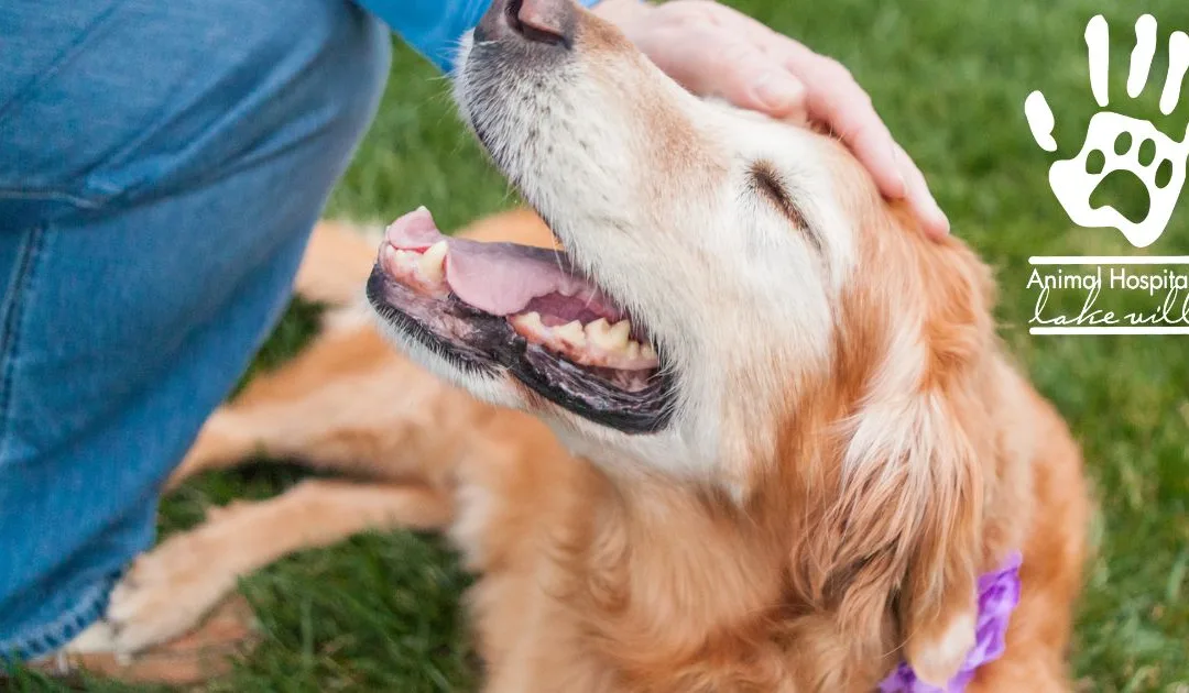 Celebrating Senior Pet Health Month