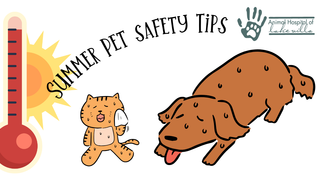 Summer Pet Safety Tips: Keeping Your Furry Friends Cool and Happy